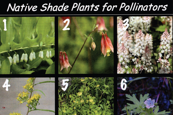 Native Shade Plants for Pollinators