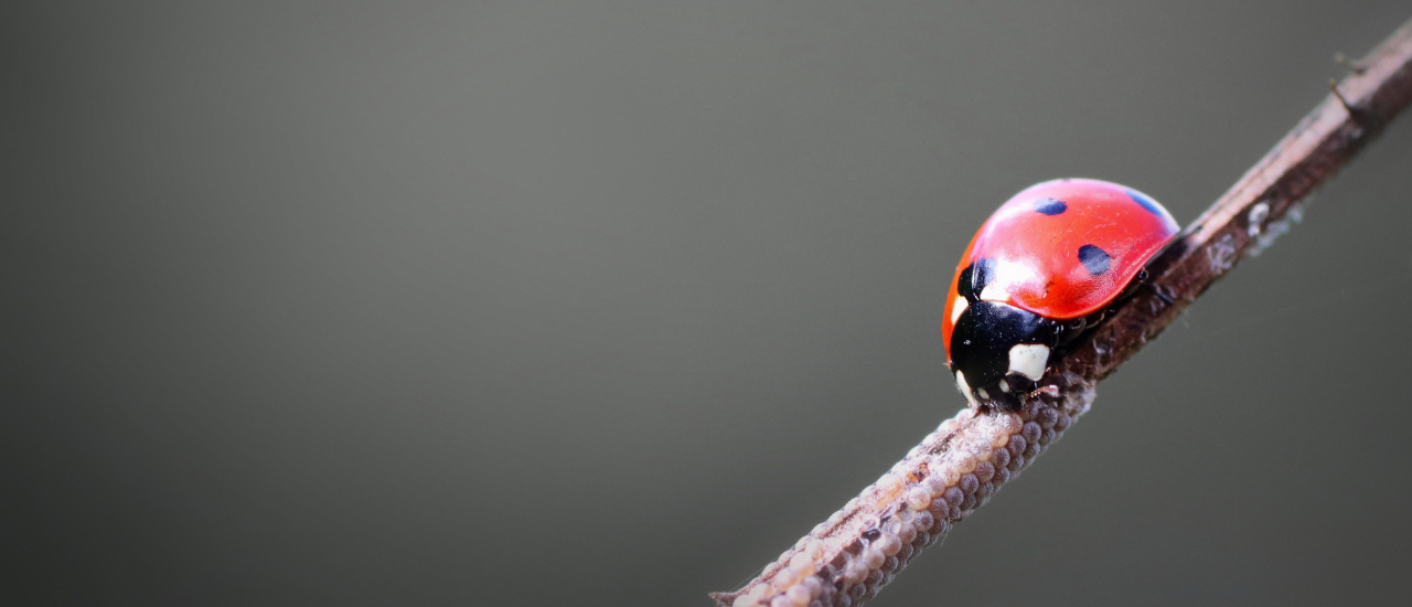 ladybug