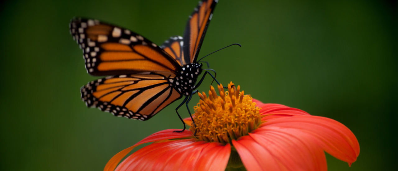 monarch butterfly
